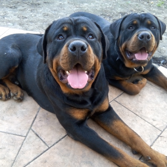 Image pour l'annonce Donne 2 rottweiler LOF males