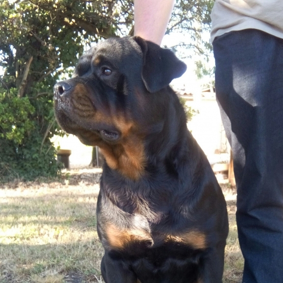 Image pour l'annonce Donne 2 rottweiler LOF males