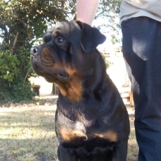 Image pour l'annonce Donne 2 rottweiler LOF males