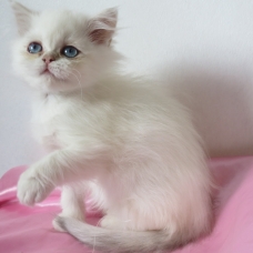 Image pour l'annonce Disponible de suite Chaton persan femelle Loof