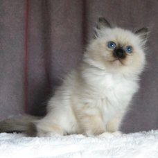 Image pour l'annonce chatons femelles sacré de Birmanie