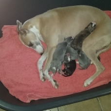 Image pour l'annonce vend adorables chiots whippet