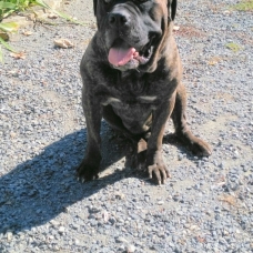 Image pour l'annonce Chiots cane corso