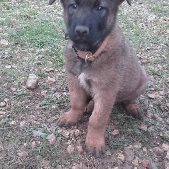 Image pour l'annonce vends chiots Berger belge malinois