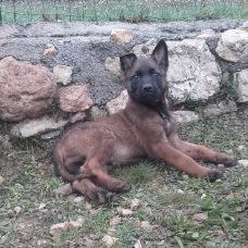 Image pour l'annonce vends chiots Berger belge malinois