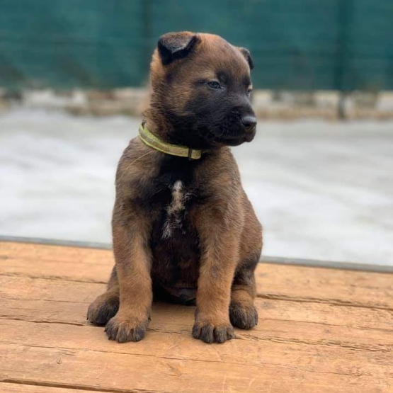 Image pour l'annonce chiots Berger Belge Malinois