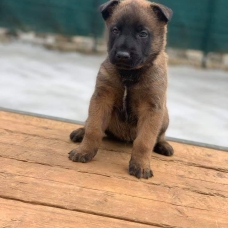 Image pour l'annonce chiots Berger Belge Malinois