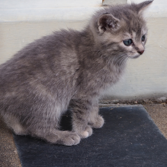 Image pour l'annonce DONNE CHATON femelle, gris clair, yeux gris/bleu de 2 mois