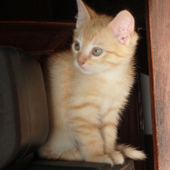 Image pour l'annonce Donne chaton tigre roux 2 mois