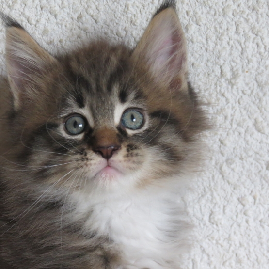 Image pour l'annonce Chatons Maine coon loof