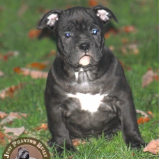 Image pour l'annonce Vends chiots american bully pocket