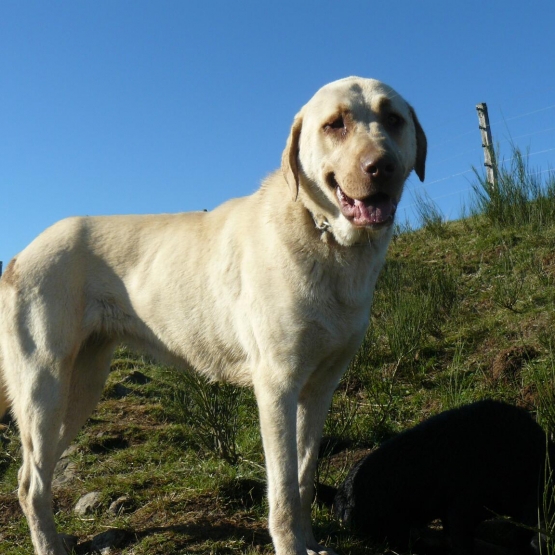 Image pour l'annonce Berger d'Anatolie / Kangal