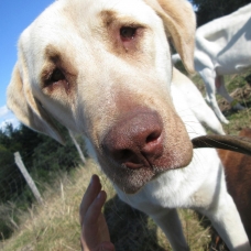 Image pour l'annonce Berger d'Anatolie / Kangal