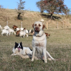 Image pour l'annonce Berger d'Anatolie / Kangal