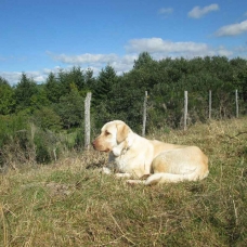 Image pour l'annonce Berger d'Anatolie / Kangal