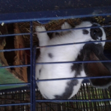 Image pour l'annonce 2 lapin un mâle une femelle