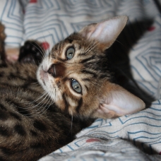 Image pour l'annonce Femelle bengal LOOF Brown à rosettes