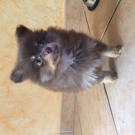 Image pour l'annonce Vends chiot spitz nain de couleur marron