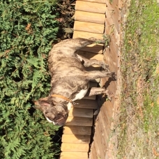 Image pour l'annonce Vends Bouledogue Français.