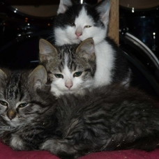 Image pour l'annonce Donne 3 chatons