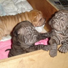 Image pour l'annonce Vends chiots Shar pei