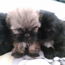 Image pour l'annonce Chiots Shih Tzu non LOF