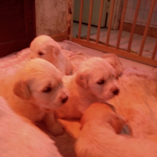 Image pour l'annonce chiot golden retrievers a reserver