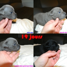 Image pour l'annonce Chiots staffies LOF bleu et noir