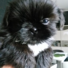 Image pour l'annonce Chiot Shih Tzu femelle non lof