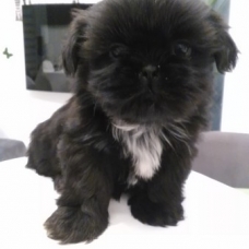 Image pour l'annonce Chiot Shih Tzu femelle non lof