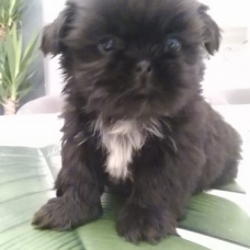 Image pour l'annonce Chiot Shih Tzu femelle non lof