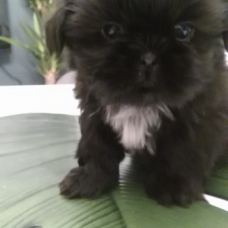 Image pour l'annonce Chiot Shih Tzu femelle non lof