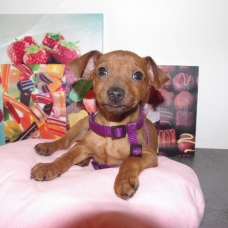 Image pour l'annonce PINSCHER NAIN BB FEMELLE