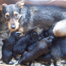 Image pour l'annonce Donne chiots Border collie/Griffon