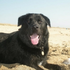 Image pour l'annonce Chien croiser labrador-Beauceron