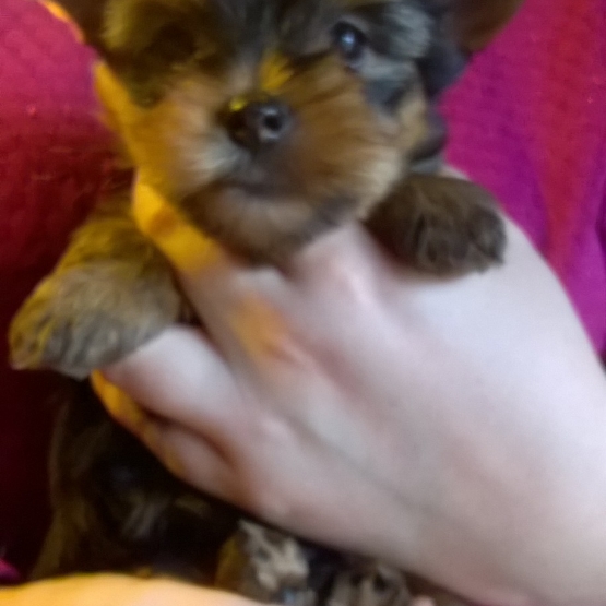 Image pour l'annonce Chiot Yorkshire Terrier LOF Lignée de Champions