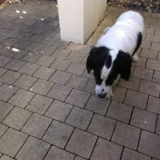 Image pour l'annonce don chiot épagneul papillon petite taille