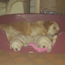 Image pour l'annonce vend chiot golden retriever