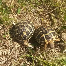 Image pour l'annonce Tortue hermann