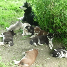 Image pour l'annonce chiots Husky sibérien LOF