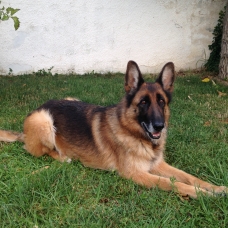 Image pour l'annonce Donne chienne berger allemand noire et feu