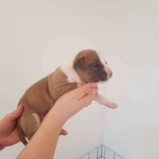 Image pour l'annonce à vendre 6 chiots Staffordshire terrier américain née