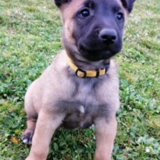 Image pour l'annonce Chiots Berger Belge Malinois à réserver