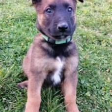 Image pour l'annonce Chiots Berger Belge Malinois à réserver