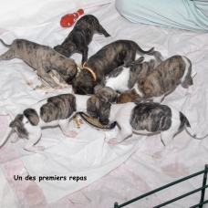 Image pour l'annonce Chiots whippets