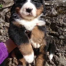 Image pour l'annonce chiots bouviers bernois LOF et a réserver sur plusieurs portées