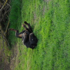 Image pour l'annonce Donne femelle beauceron