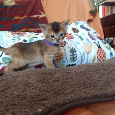 Image pour l'annonce Chatons Abyssins LOOF à réserver