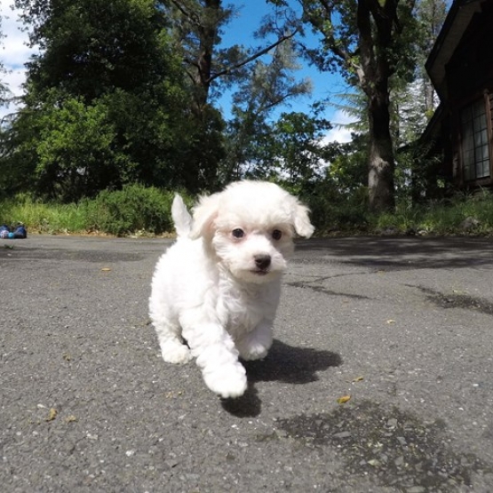 Image pour l'annonce Magnifique Chiots Bichon Maltais