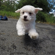 Image pour l'annonce Magnifique Chiots Bichon Maltais